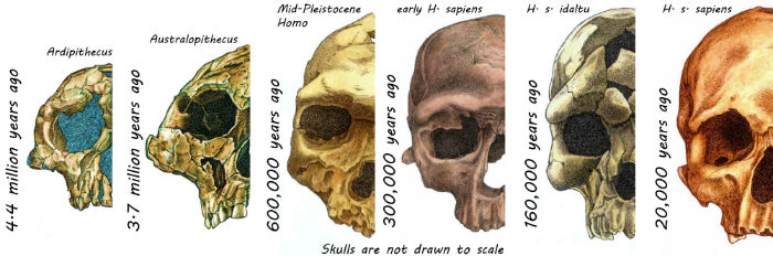 Skulls of hominins over the last 4.4 million years. Image credit: Rodrigo Lacruz.
